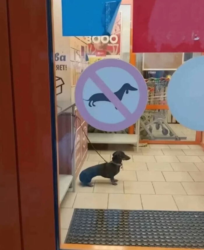 A dachshund stands outside a store with a no-dogs sign, a humorous image among the great photos that became Internet legends.