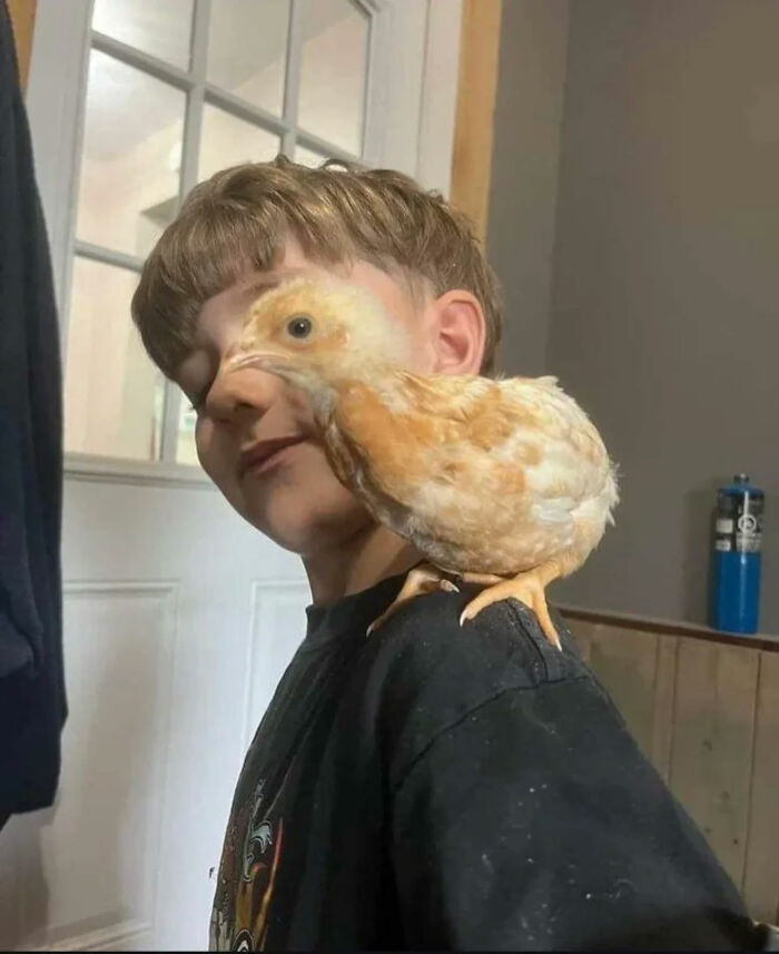 A boy smiling with a chick perched on his shoulder, a great photo that became a legend of the internet.
