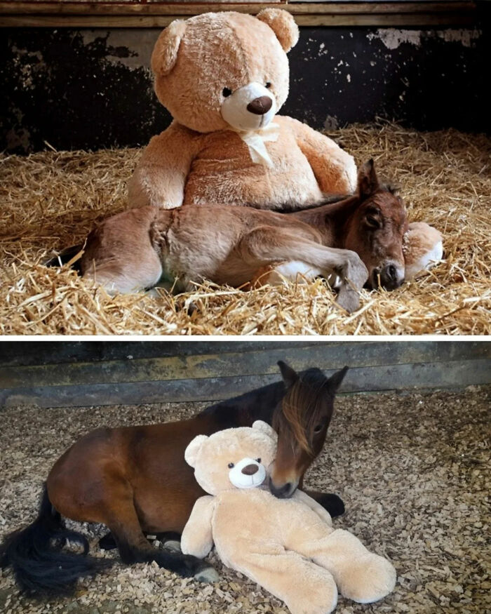 Two images of a foal with a teddy bear, a tender photo that became a legend.