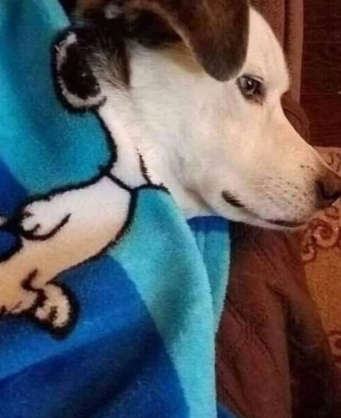 A dog snuggles under a blue Snoopy blanket, a cute photo that became a legend.