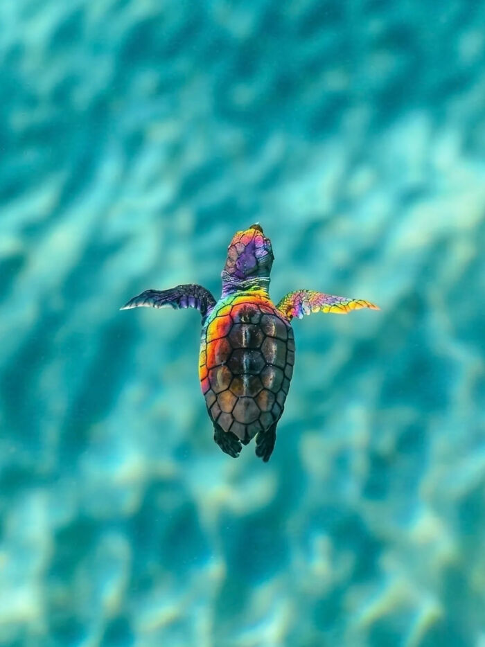 A rainbow-colored baby sea turtle swimming in clear blue water, a great photo that became a legend.