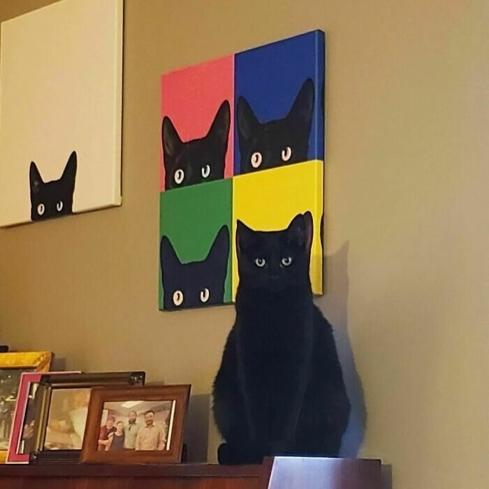 A black cat sitting in front of colorful paintings of cats, a great photo that became a legend.