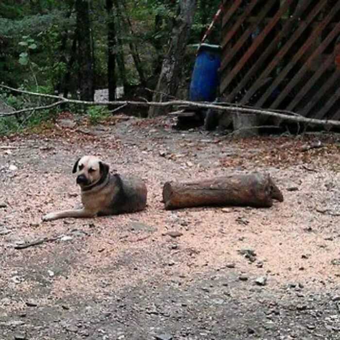 A dog lying next to a log in a forest, a great photo that became a legend.