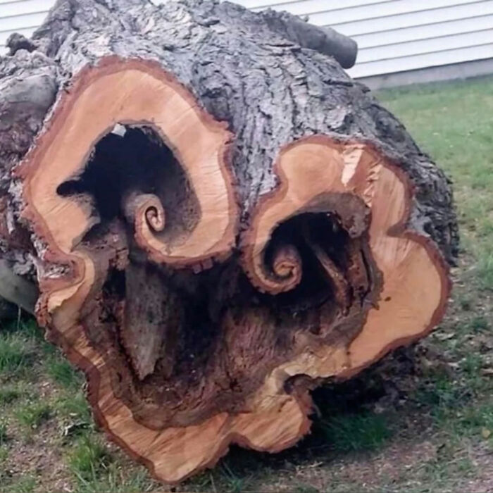 A great photo of a cross-section of a fallen tree trunk with intricate spirals, an internet legend.