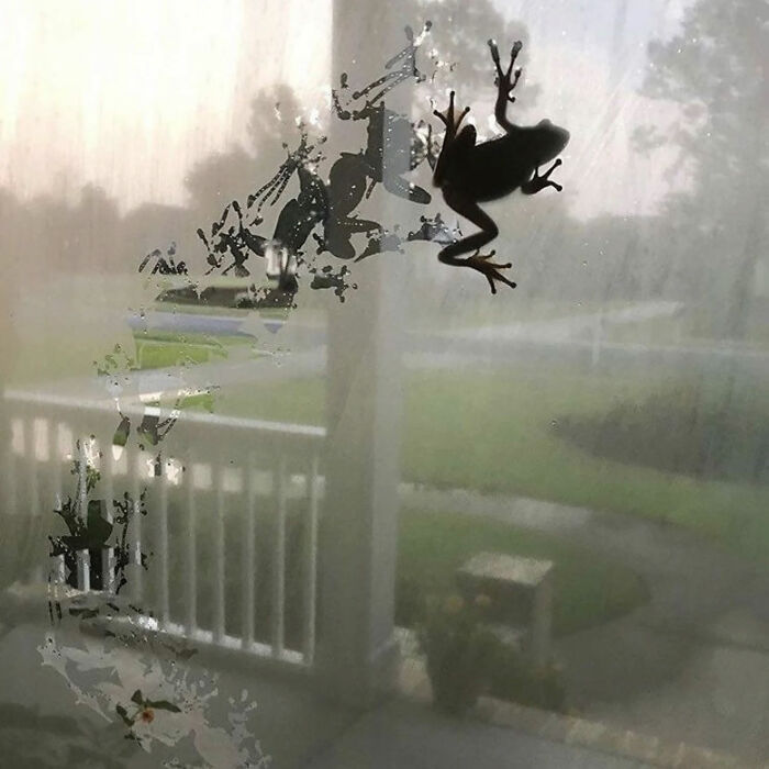 A great photo showing the silhouette of frogs on a window, creating an internet legend.