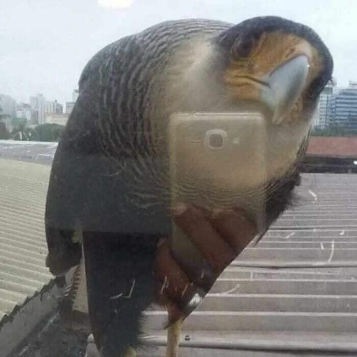 A bird appearing to take a selfie reflection in a window, a photo that became a legend of the internet.