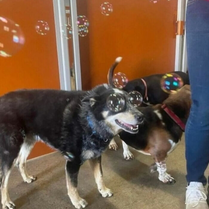 Two dogs with bubbles around them, one with bubbles over its eyes, a photo that became a legend of the internet.