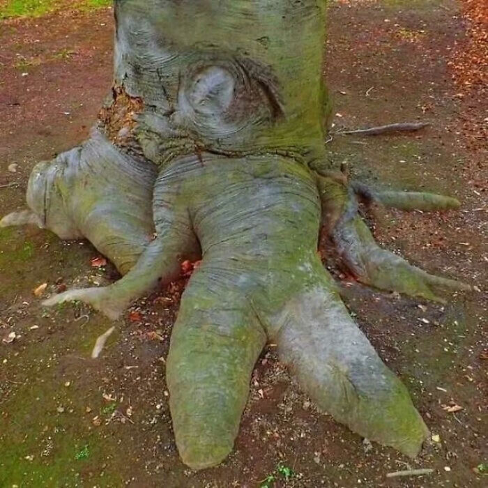 A tree trunk with roots resembling human legs, a fascinating image among great photos.