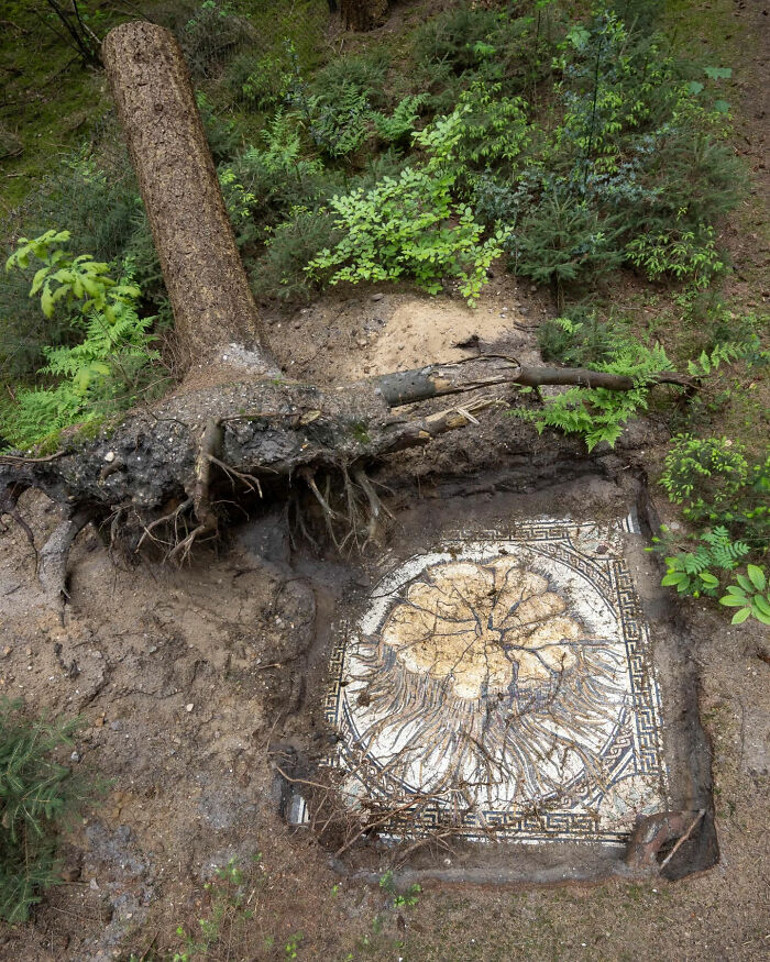 A fallen tree revealing an ancient mosaic of tree roots, making a legend of the internet photo.