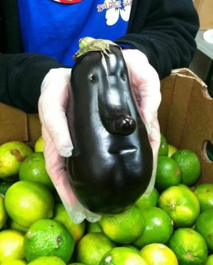 Hands in white gloves holding an eggplant with a face-like shape, a legendary internet photo.