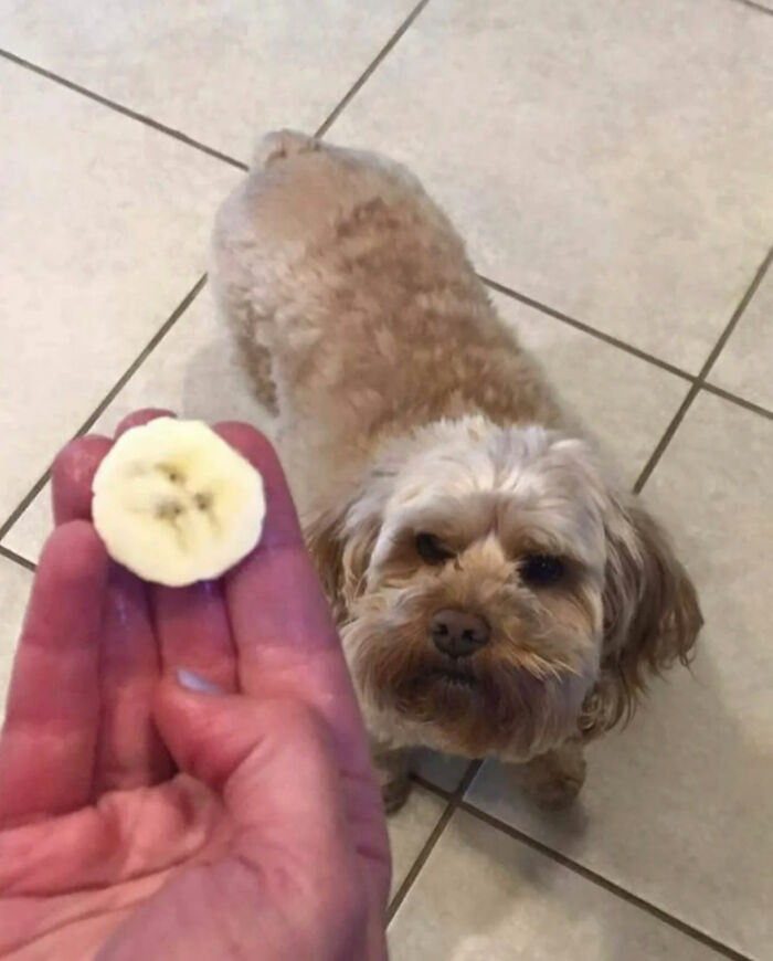 A small dog looking up at a person holding a banana slice, one of the great photos.
