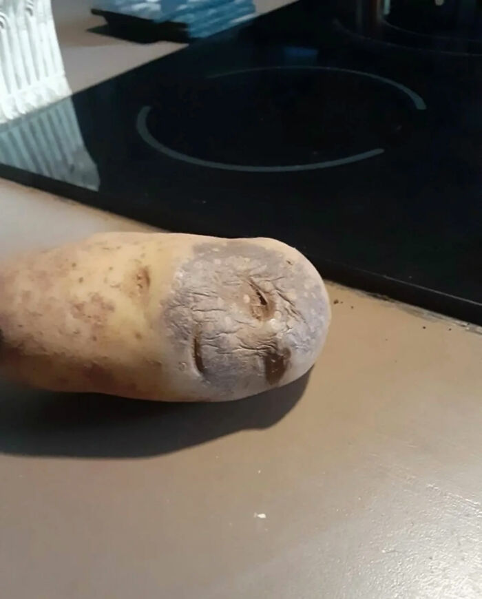 A potato with a wrinkled, face-like impression, a great photo.