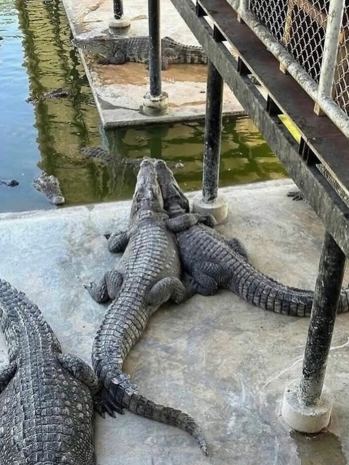 Two alligators embracing by a pool, a great photo and internet legend.