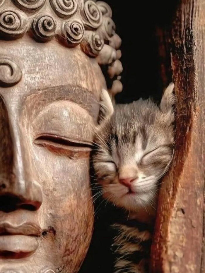 A tiny, sleeping kitten nestled beside a large, serene wooden Buddha statue, creating a great photo and a legend of the internet.