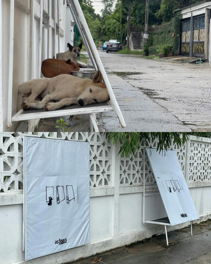 Before and after images of a street initiative, providing shaded resting spots for stray dogs, great photos, legends of the internet.