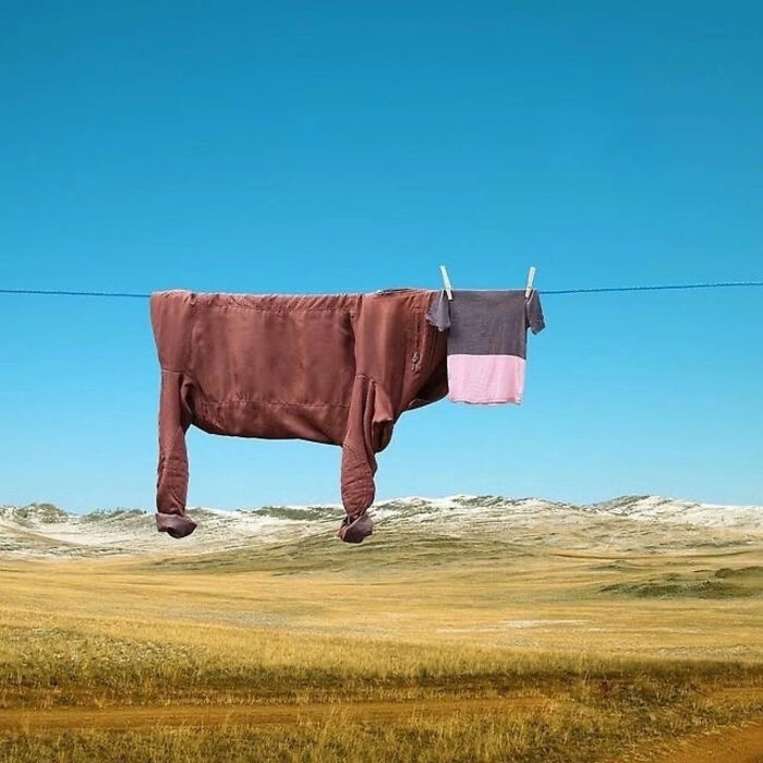 A shirt and another garment on a clothesline, resembling a cow, against a vast, clear sky and a field, becoming legends of the internet.