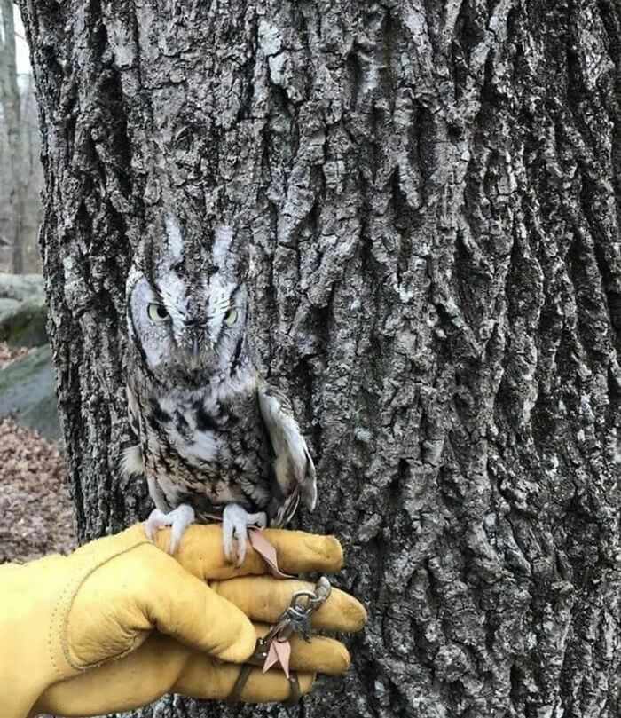 A small owl with grey and white feathers perched on a gloved hand against a tree, a great photo of nature.