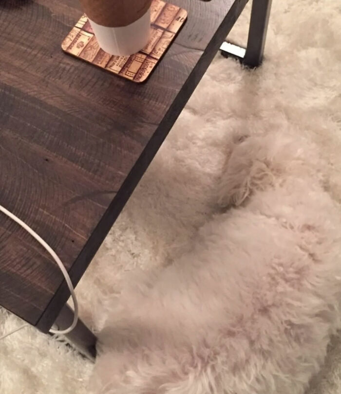 A white fluffy dog blending into a white rug under a dark wood table, making it one of the great photos.