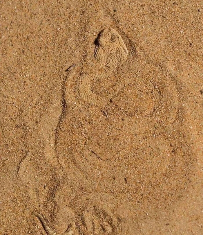 A snake camouflaged in the sand, its patterns blending perfectly, showcasing the great photos that became internet legends.