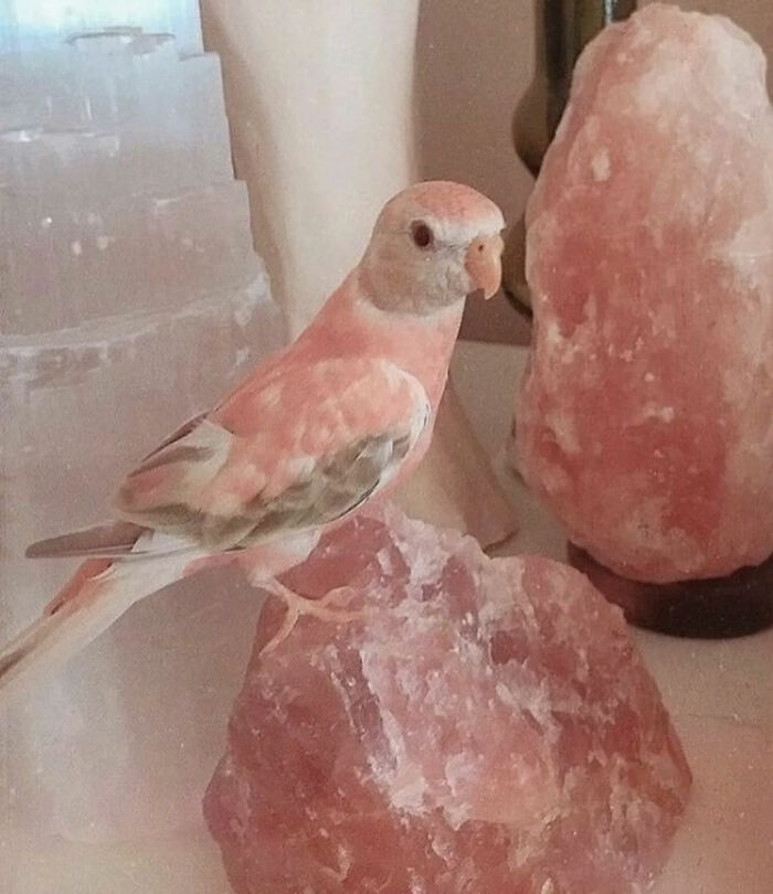 A delicate pink and white bird perches on a large, rough pink crystal next to another pink salt lamp. Legends of the Internet.