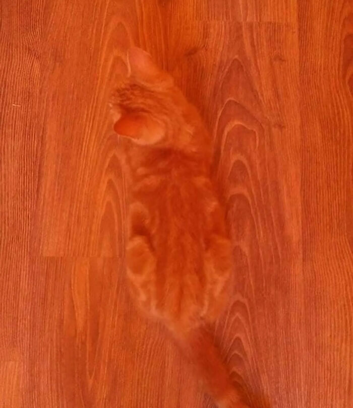 An orange tabby cat perfectly camouflaged against a light brown wooden floor, its fur matching the wood grain. Legends of the Internet.