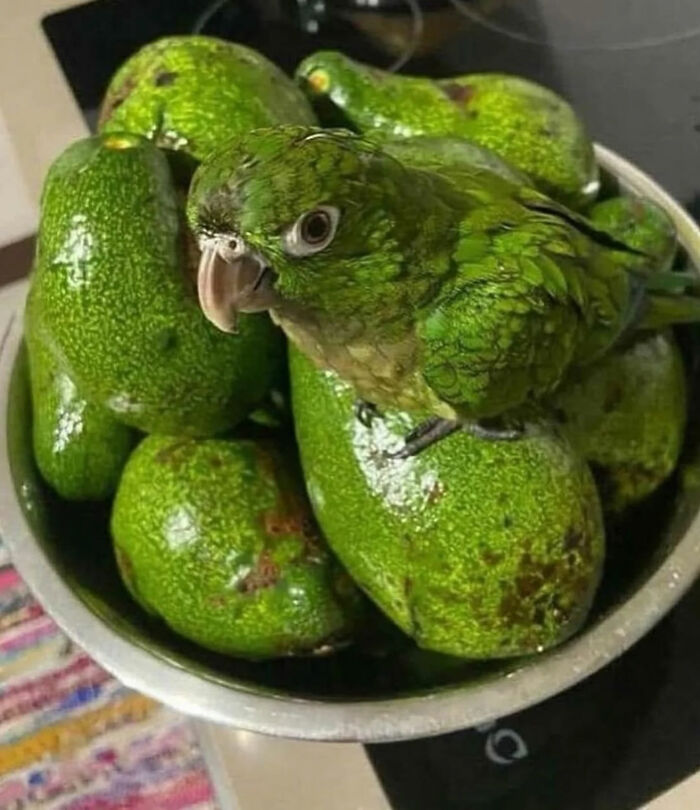 A small green parrot with dark eyes perches on a pile of ripe green avocados in a metal bowl. Legends of the Internet.