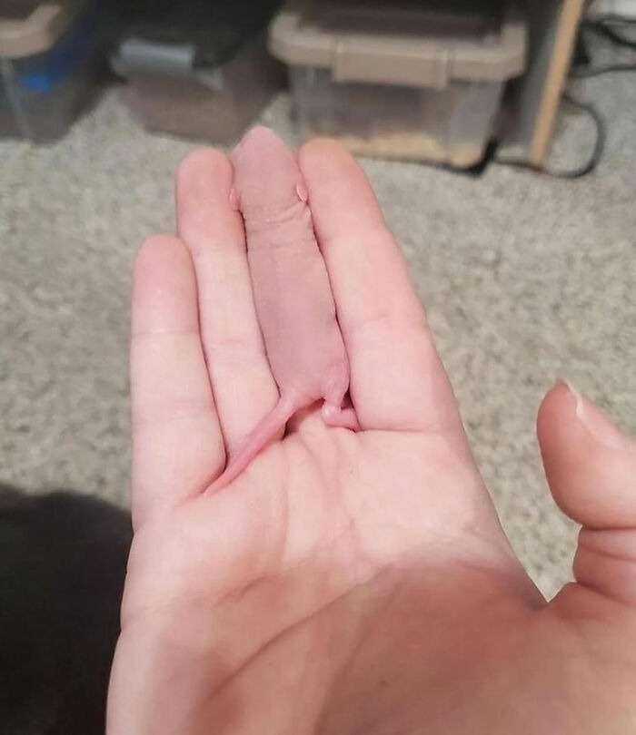 A tiny, hairless pink mouse, resembling a 'pinky' feeder mouse, rests in the palm of a person's hand. Legends of the Internet.