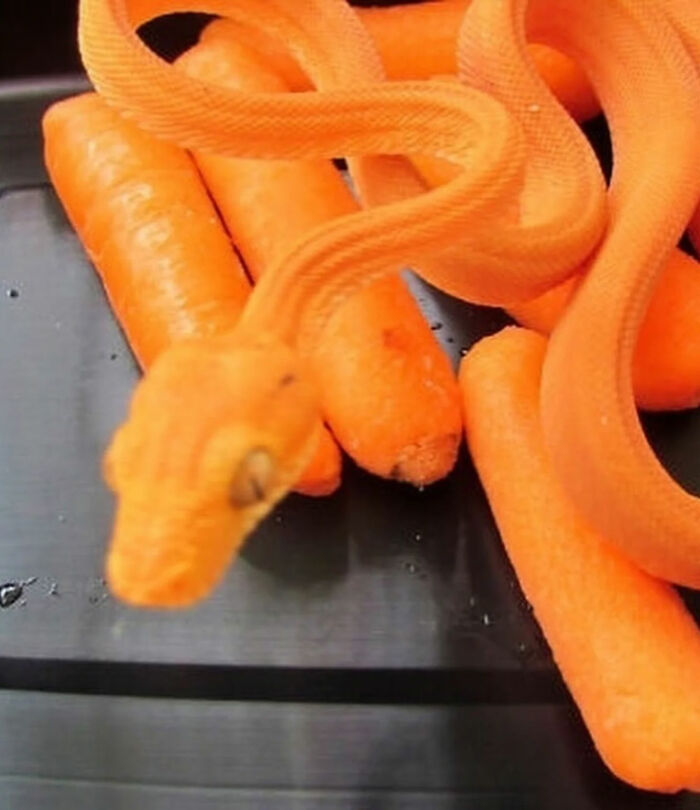 An orange snake camouflaged among carrots, one of the great photos of the internet.