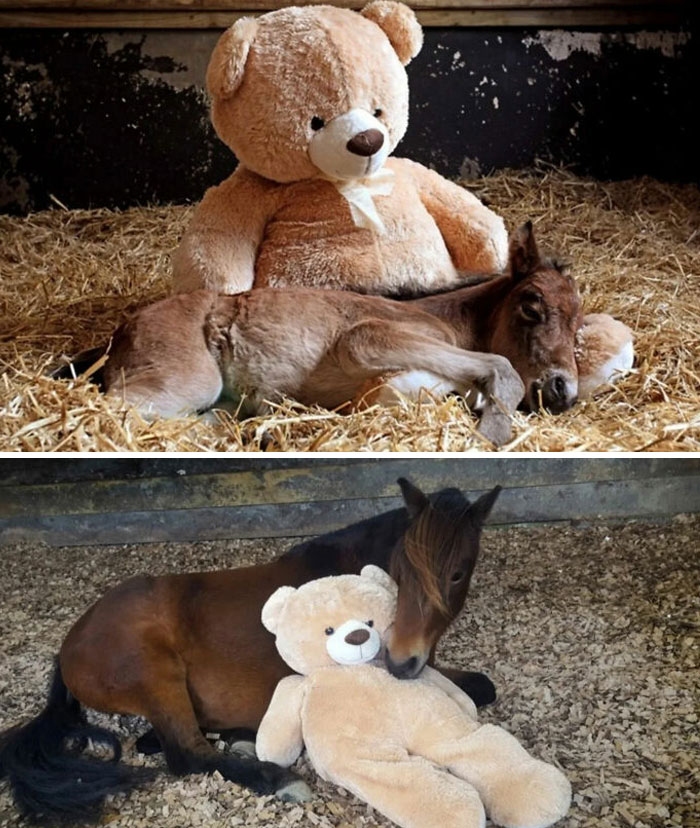 Two images of a foal with a teddy bear, a tender photo that became a legend.