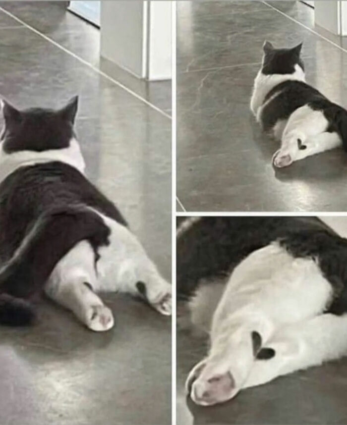 A black and white cat with a heart-shaped marking on its leg, a great photo and legend of the Internet.