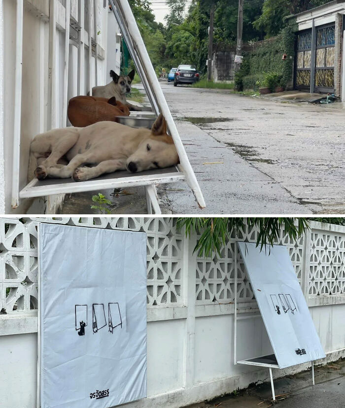 Before and after images of a street initiative, providing shaded resting spots for stray dogs, great photos, legends of the internet.