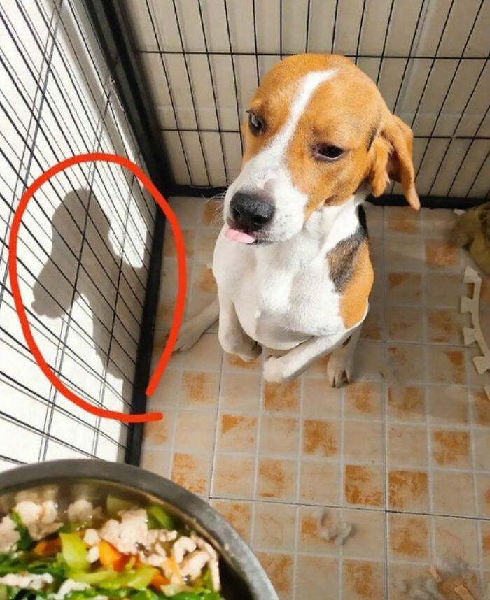A beagle dog looking at its shadow, which resembles a person, a great photo and legend of the Internet.