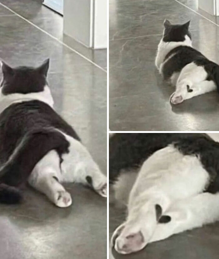 A black and white cat with a heart-shaped marking on its leg, a great photo and legend of the Internet.