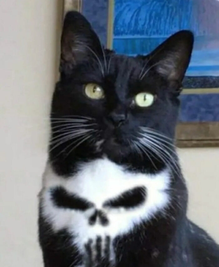 A black cat with a white skull pattern on its chest resembling the Punisher logo, a great photo.