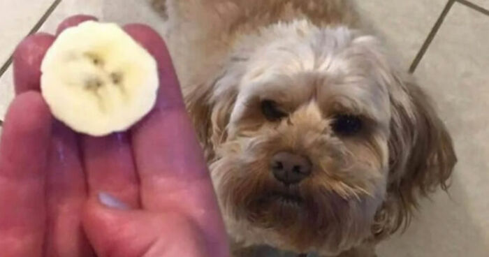 93 Photos That Are So Great, They Became Legends Of The Internet