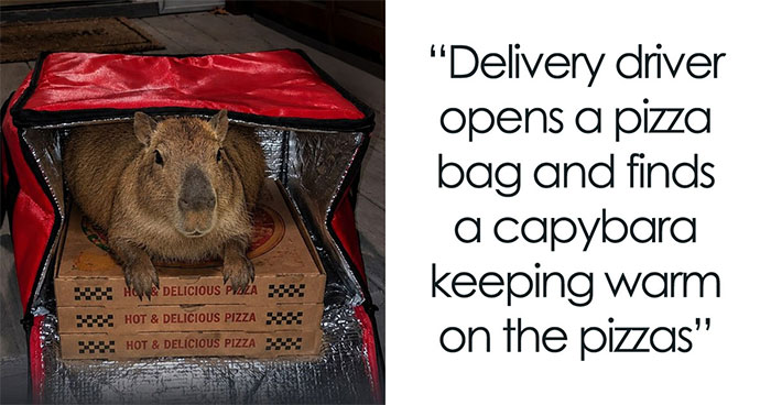 This Page Shared 25 Fictional Capybara “Facts” That Are So Funny We Wish They Were Real