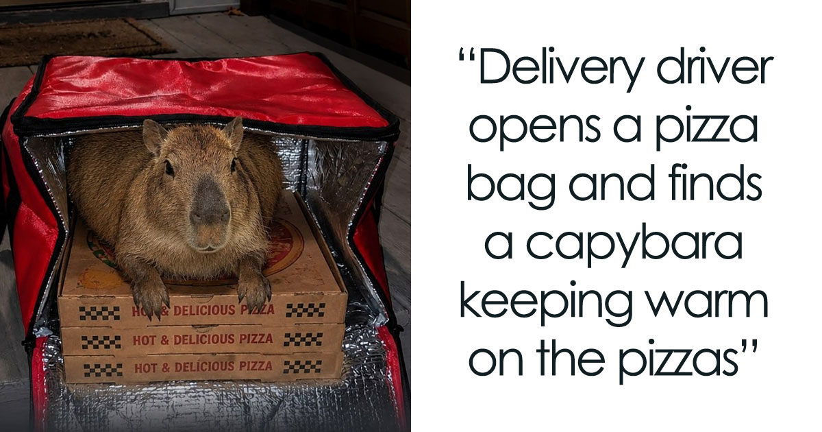 This Page Shared 25 Fictional Capybara “Facts” That Are So Funny We Wish They Were Real