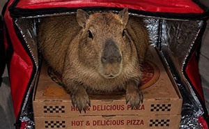 This Page Shared 25 Fictional Capybara 