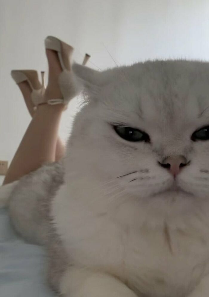 This X Page With Over A Million Followers Shares The Internet’s Most Wholesome Animal Photos, And Here Are 60 Of The Best Ones