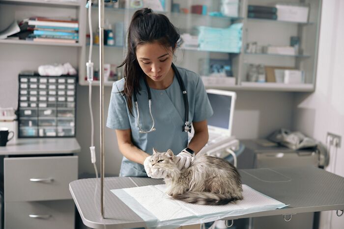 Veterinarian examining cat in clinic about mass walkouts