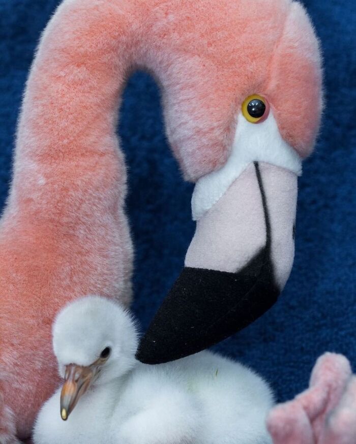 30 Heartwarming Photos Of Animal Moms And Their Babies Shared By Zooborns That Will Melt Your Heart