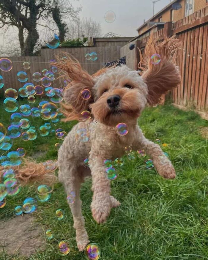 This X Page With Over A Million Followers Shares The Internet’s Most Wholesome Animal Photos, And Here Are 60 Of The Best Ones