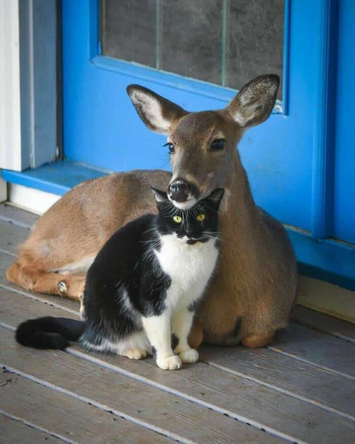 This X Page With Over A Million Followers Shares The Internet’s Most Wholesome Animal Photos, And Here Are 60 Of The Best Ones