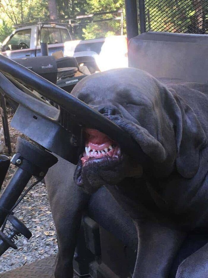This X Page With Over A Million Followers Shares The Internet’s Most Wholesome Animal Photos, And Here Are 60 Of The Best Ones