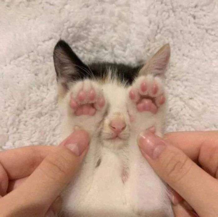 This X Page With Over A Million Followers Shares The Internet’s Most Wholesome Animal Photos, And Here Are 60 Of The Best Ones