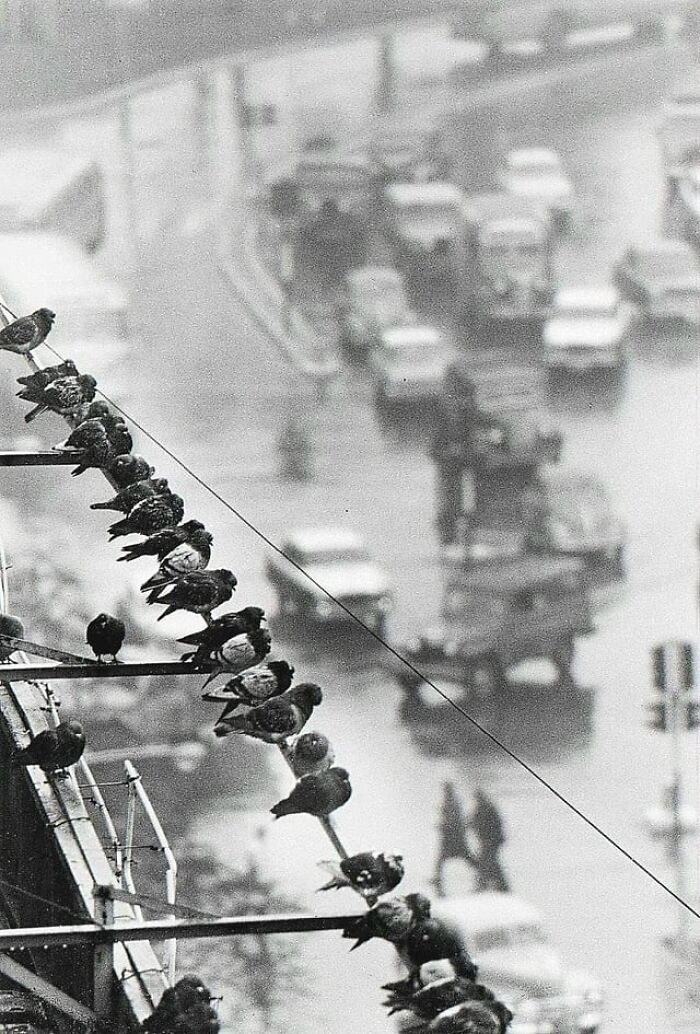 Vintage street scene with pigeons on wires above busy traffic in charming past decades