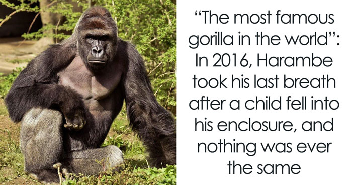 A Decade Later, Harambe Remains At The Center Of One Of The Most Controversial Zoo Incidents Ever