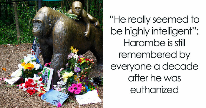 A Decade Later, Harambe Remains At The Center Of One Of The Most Controversial Zoo Incidents Ever
