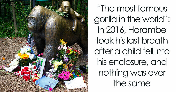 A Decade Later, Harambe Remains At The Center Of One Of The Most Controversial Zoo Incidents Ever