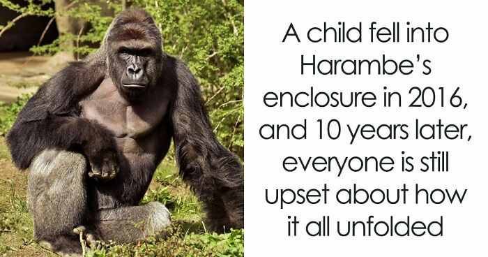 A Decade Later, Harambe Remains At The Center Of One Of The Most Controversial Zoo Incidents Ever